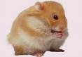 hamster.jpg